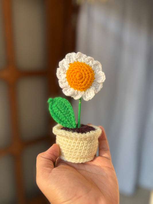 Mini Daisy pot