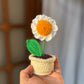 Mini Daisy pot