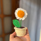 Mini Daisy pot