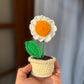 Mini Daisy pot