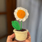 Mini Daisy pot