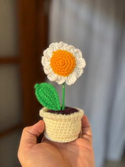 Mini Daisy pot