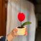 Mini Tulip pot