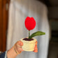 Mini Tulip pot